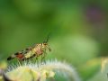 Franck Rondot Photographe   099   jardin  macro  montfermeil