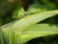 Franck Rondot Photographe   100   jardin  macro  montfermeil