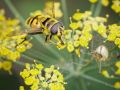 Franck Rondot Photographe   101   jardin  macro  montfermeil