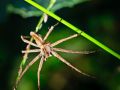 Franck Rondot Photographe   102   jardin  macro  montfermeil