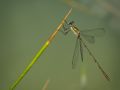 Franck Rondot Photographe   103   libellule  macro  montfermeil  nature  parc