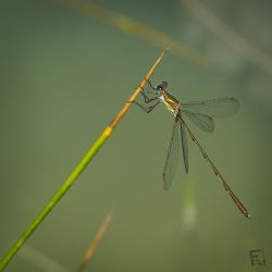 Franck Rondot Photographe 103 libellule macro montfermeil nature parc Franck Rondot Photographe 103 libellule macro montfermeil nature parc