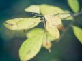 Franck Rondot Photographe   052   commelles  etangs  nature  oise