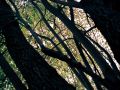 Franck Rondot Photographe   053   commelles  etangs  nature  oise