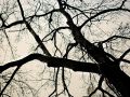 Franck Rondot Photographe   055   commelles  etangs  nature  oise