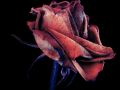 Franck Rondot Photographe   056   fleur  longue pose  rose