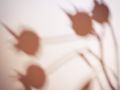Franck Rondot Photographe   058   bouton  fleur  nature  rose