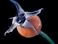 Franck Rondot Photographe   059   bouton  fleur  nature  rose