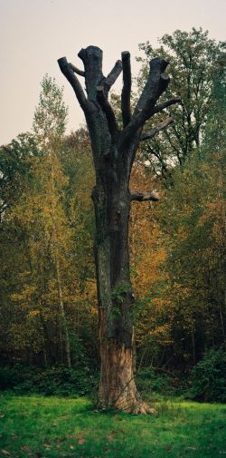 Franck Rondot Photographe 062 bois de bondy montfermeil parc Franck Rondot Photographe 062 bois de bondy montfermeil parc
