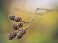 Franck Rondot Photographe   068   montfermeil  nature  parc