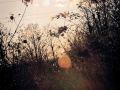 Franck Rondot Photographe   078   arboretum  gagny  parc