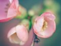 Franck Rondot Photographe   083   fleur  jardin  macro  montfermeil