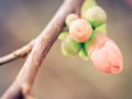 Franck Rondot Photographe   085   fleur  jardin  macro  montfermeil