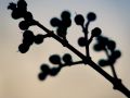 Franck Rondot Photographe   087   fleur  jardin  macro  montfermeil