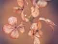 Franck Rondot Photographe   088   fleur  jardin  macro  montfermeil