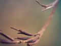 Franck Rondot Photographe   089   fleur  jardin  macro  montfermeil