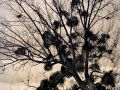 Franck Rondot Photographe   090   ermenonville  foret  oise