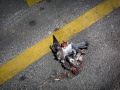 Franck Rondot Photographe   299   marais  Mort  paris  pigeon