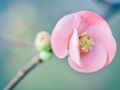 Franck Rondot Photographe   052   fleur  jardin  macro  montfermeil
