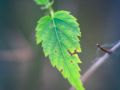 Franck Rondot Photographe   054   fleur  jardin  macro  montfermeil