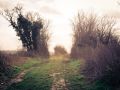 Franck Rondot Photographe   055   campagne  paysage  Seine et Marne