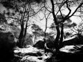 Franck Rondot Photographe   058   Fontainebleau  hivers  neige  Seine et Marne