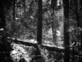 Franck Rondot Photographe   059   Fontainebleau  hivers  neige  Seine et Marne