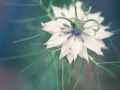 Franck Rondot Photographe   060   jardin  macro