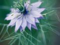 Franck Rondot Photographe   061   jardin  macro