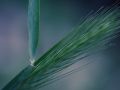 Franck Rondot Photographe   063   jardin  macro