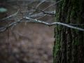 Franck Rondot Photographe   067   campagne  foret  soir