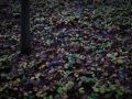 Franck Rondot Photographe   068   campagne  foret  soir