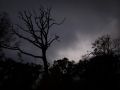 Franck Rondot Photographe   070   campagne  foret  soir