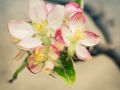 Franck Rondot Photographe   072   jardin  macro  montfermeil