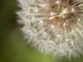 Franck Rondot Photographe   074   jardin  macro  montfermeil