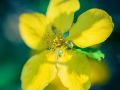 Franck Rondot Photographe   075   jardin  macro  montfermeil
