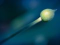Franck Rondot Photographe   076   jardin  macro  montfermeil